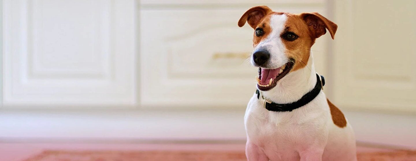  Pertunjukan Anjing Westminster 2021 Menyambut Jenis Baru