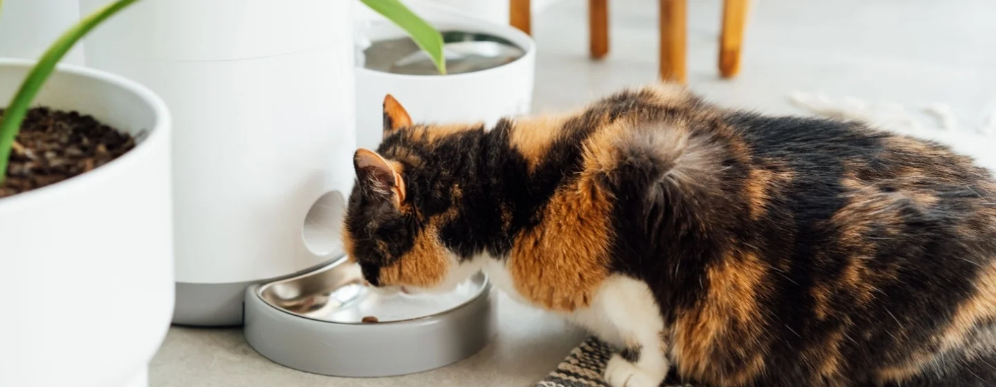 Kenali Ciri-ciri Kucing Dehidrasi: Ini Tanda-tandanya!
