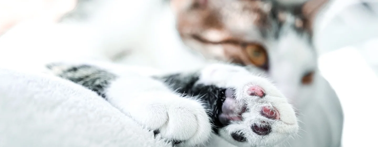 solusi_ampuh_mengobati_kaki_kucing_yang_bengkak
