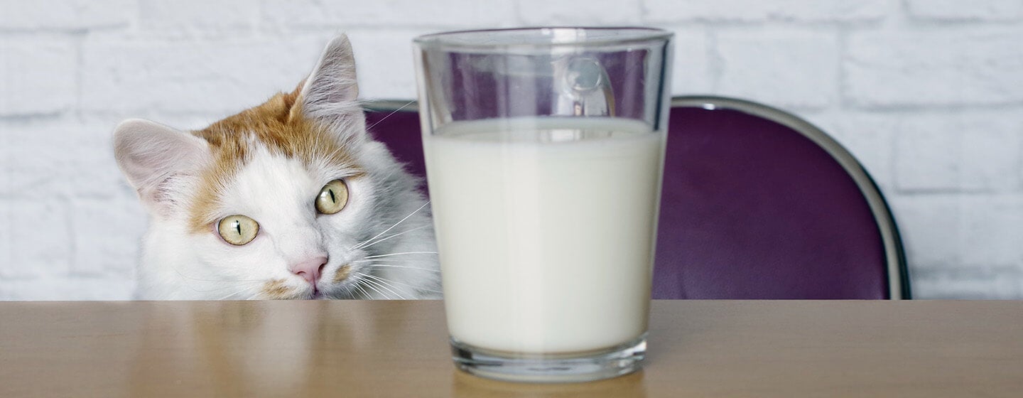 Macam-macam Makanan Terbaik untuk Kucing