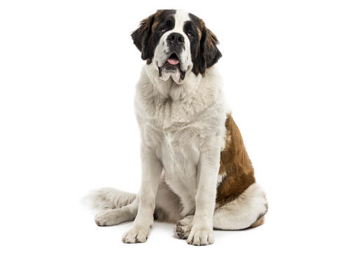 St Bernard (Medium/long coat)
