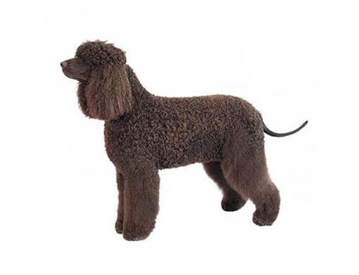 irish water spaniel