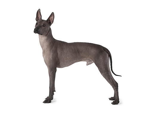 Mexican Hairless (Medium)