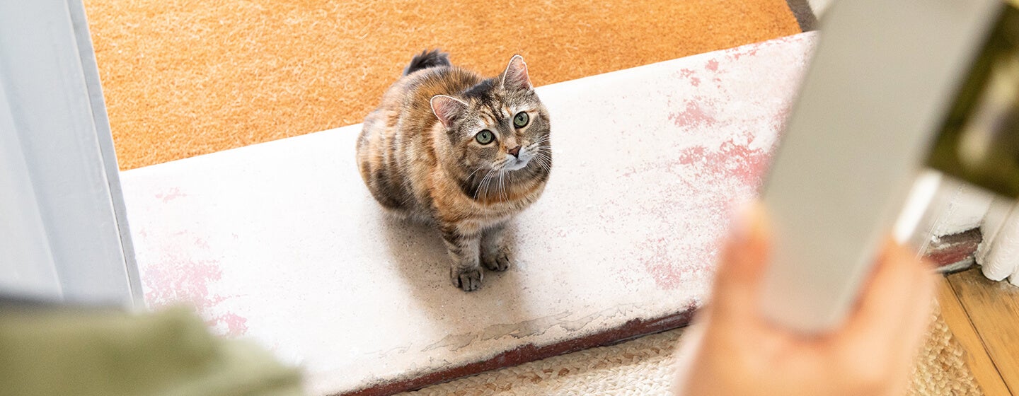 Hati-hati, Ini 4 Makanan untuk Kucing yang Perlu Dihindari!