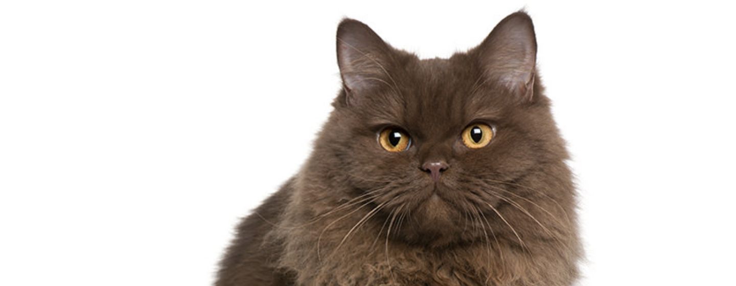 Cara Merawat Rambut Kucing