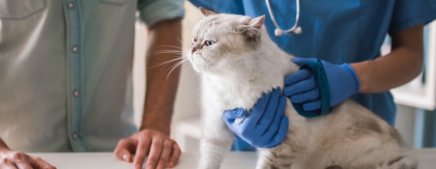 Kucing Cacingan Warna Putih: Apa yang Harus PetLovers Lakukan?