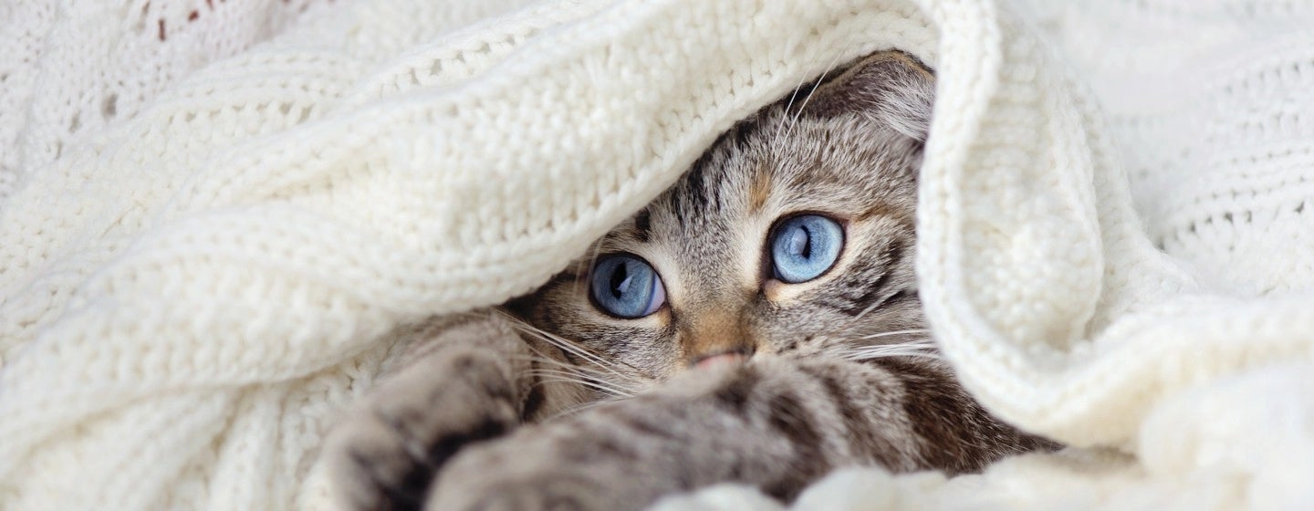 Beberapa Hal yang Harus Diperhatikan Saat Merawat Anak Kucing