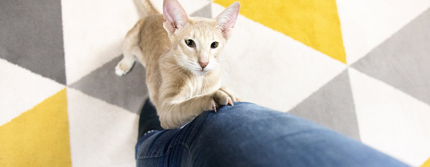 Memahami Tingkah Laku Kucing