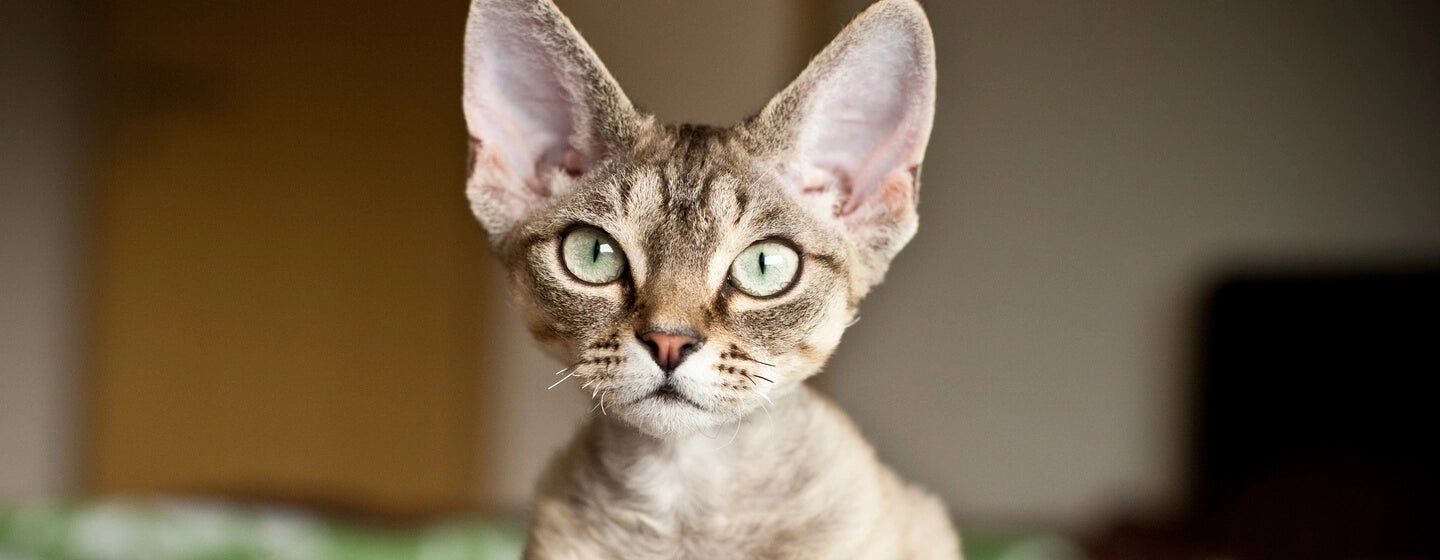 5 Ras Kucing Hipoalergenik Teratas