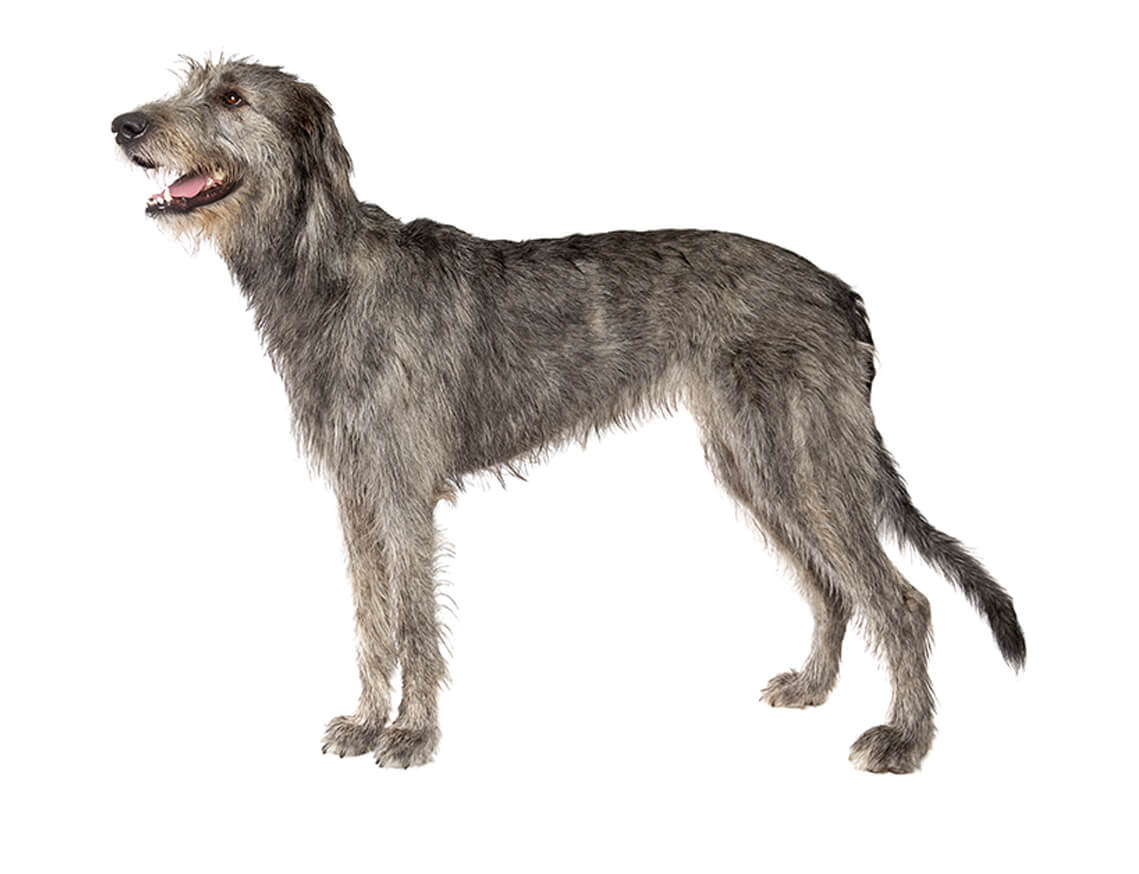 irish_wolfhound