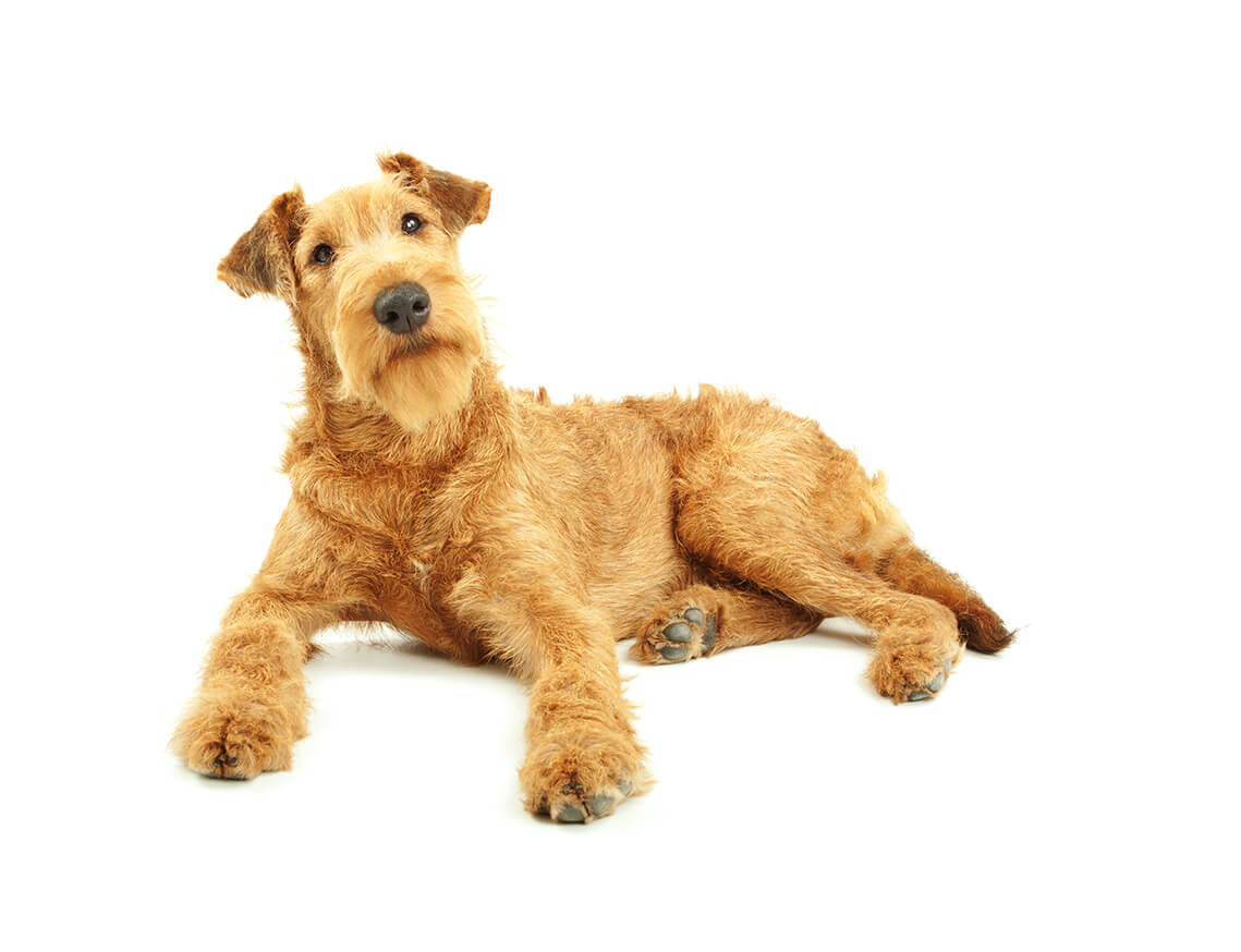 irish_terrier