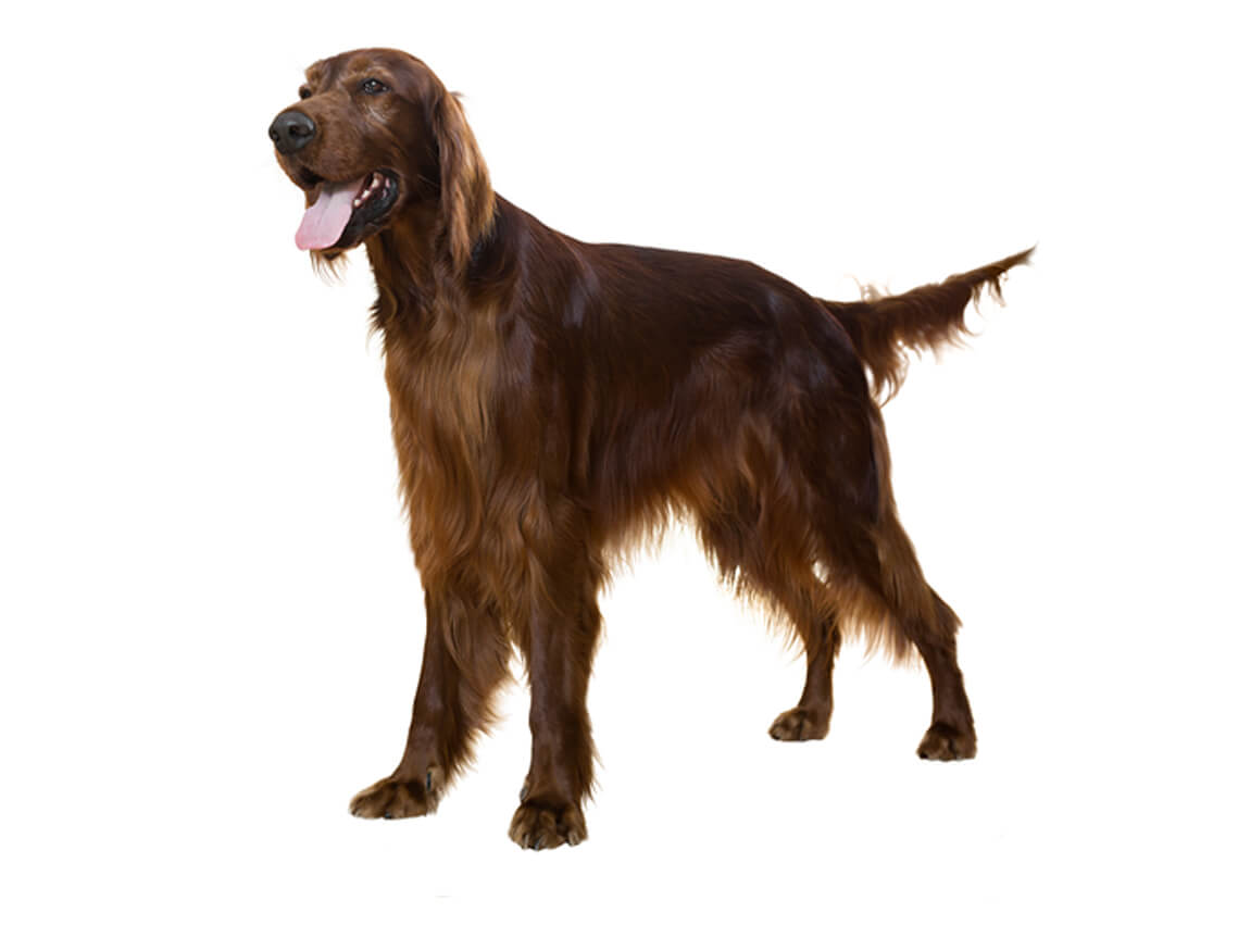 Irish Setter