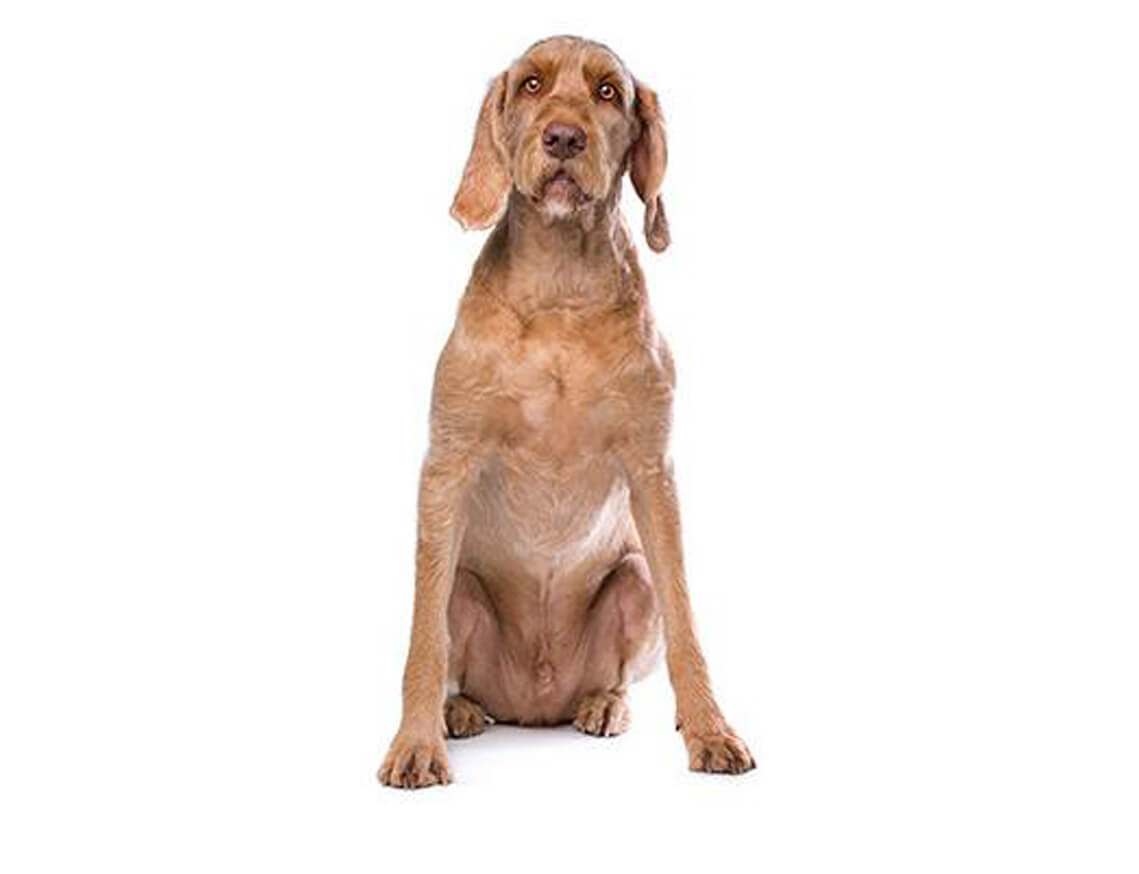 hungarian wirehaired_vizsla