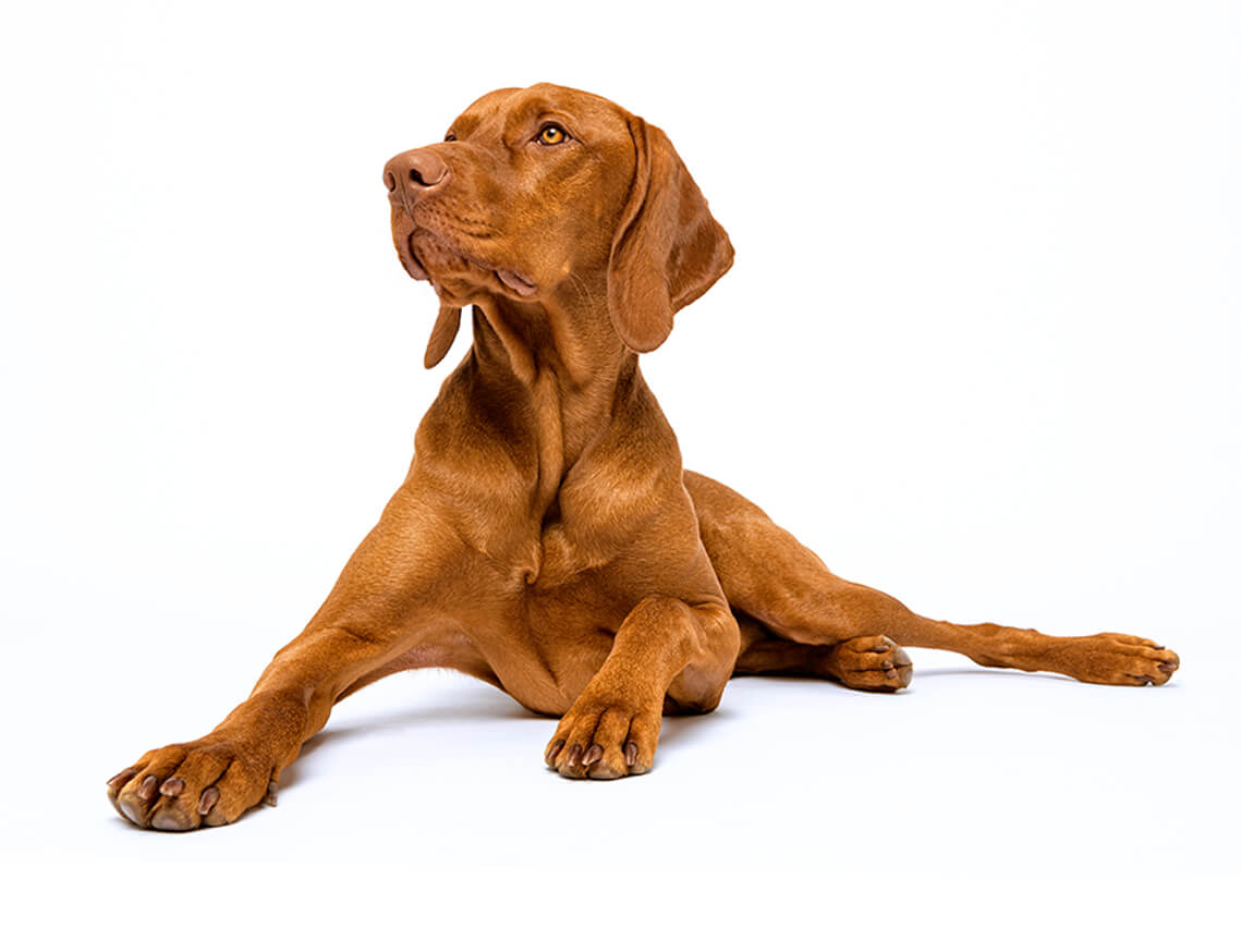 hungarian_vizsla