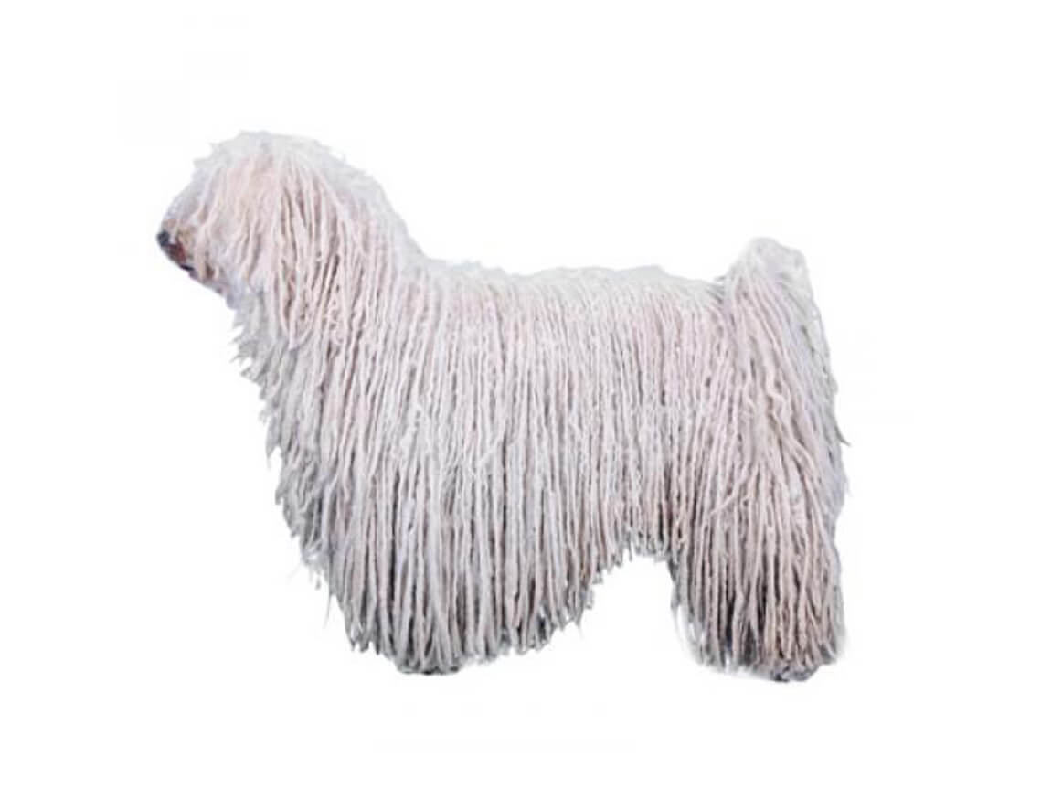 Puli