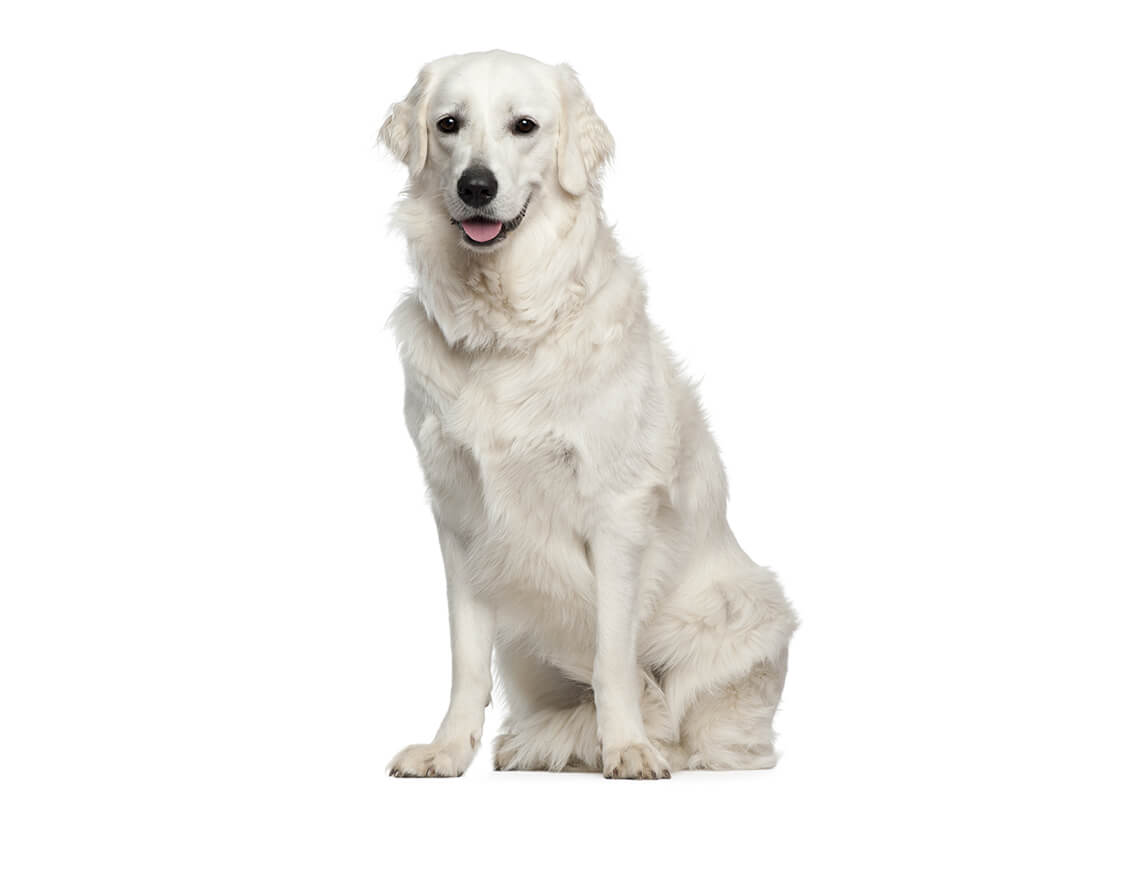 hungarian_kuvasz