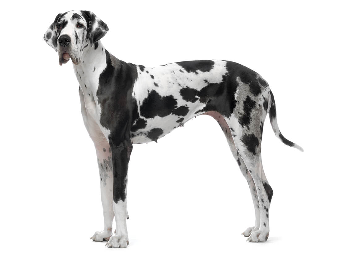 Great Dane