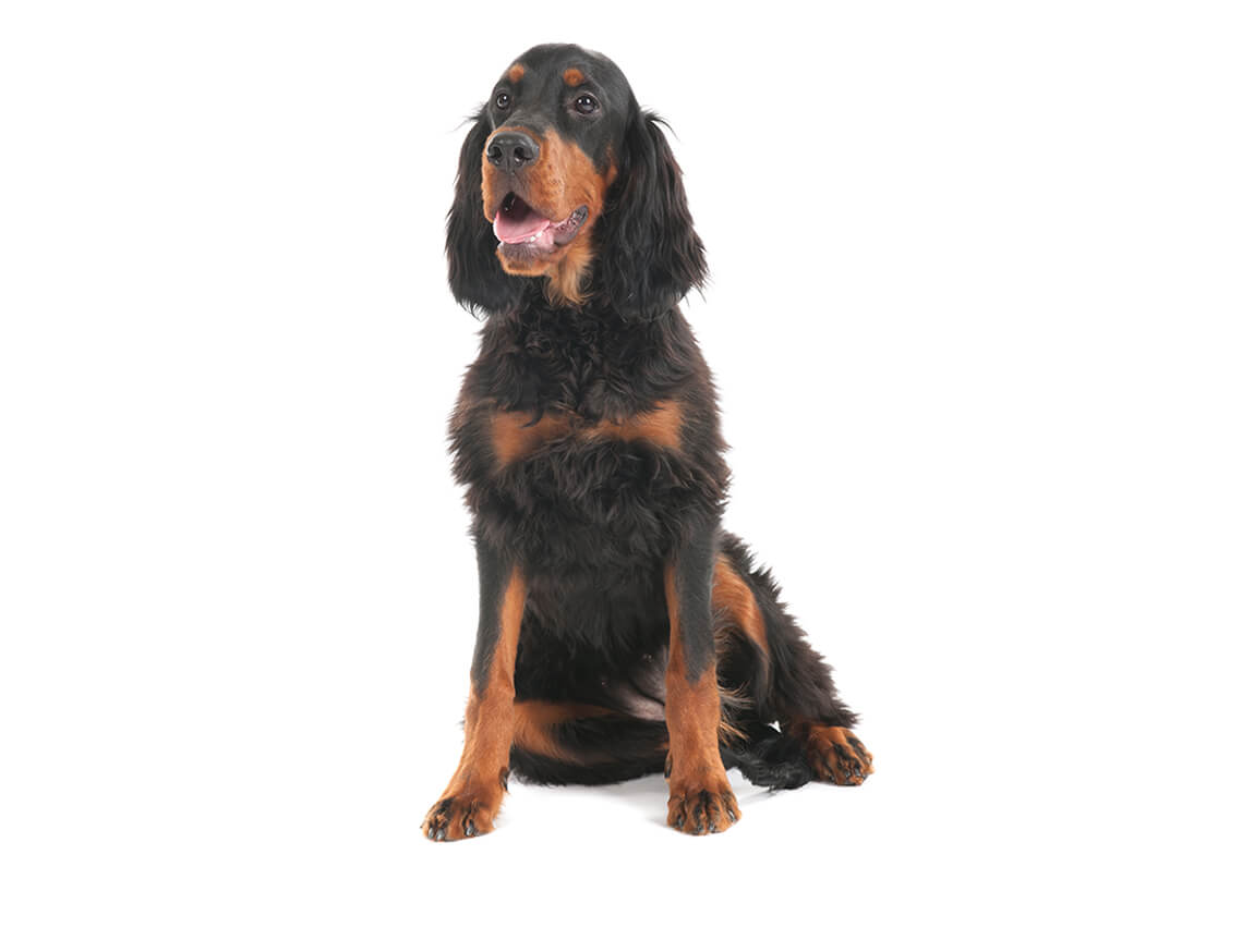 gordon_setter