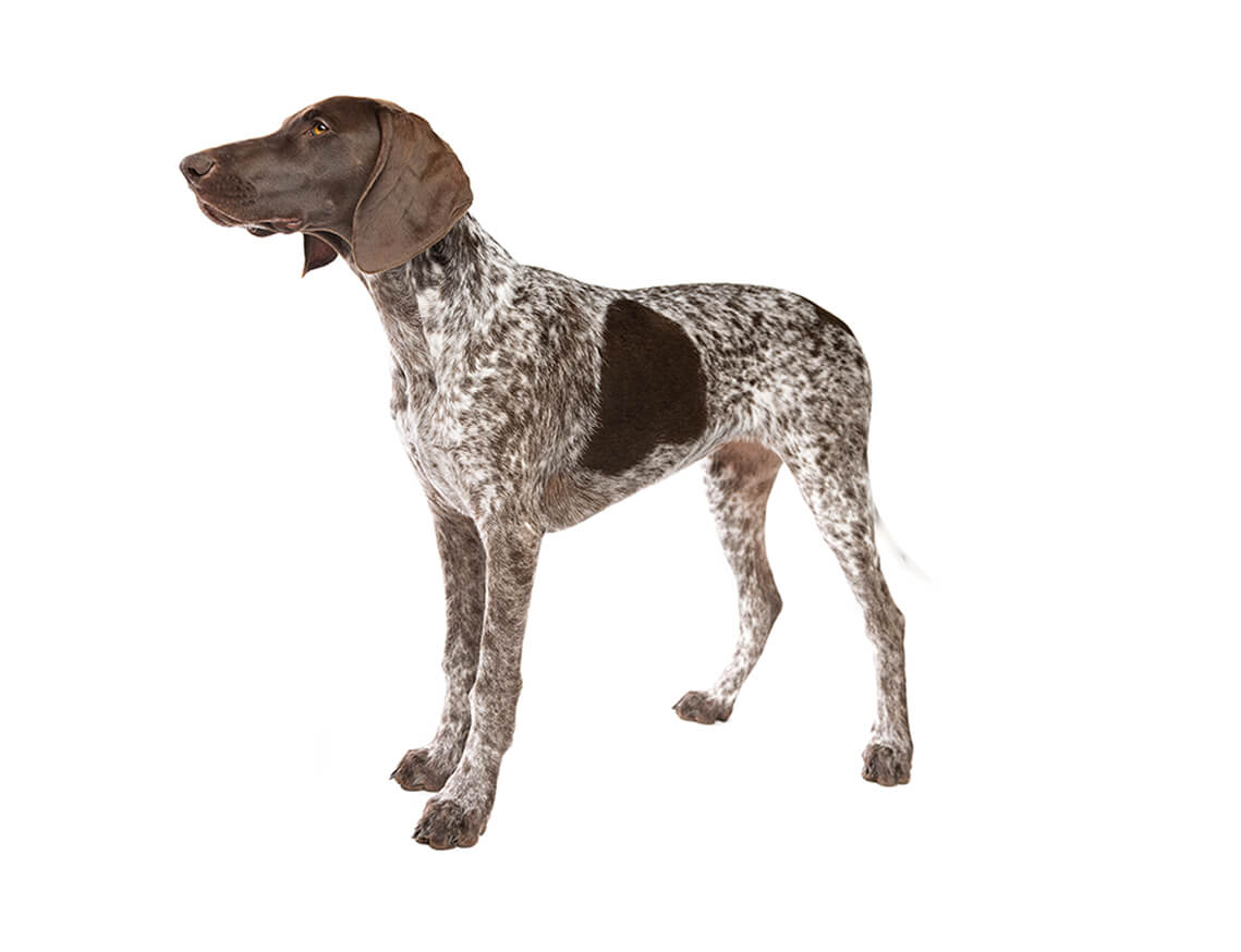 german_shorthaired_pointer