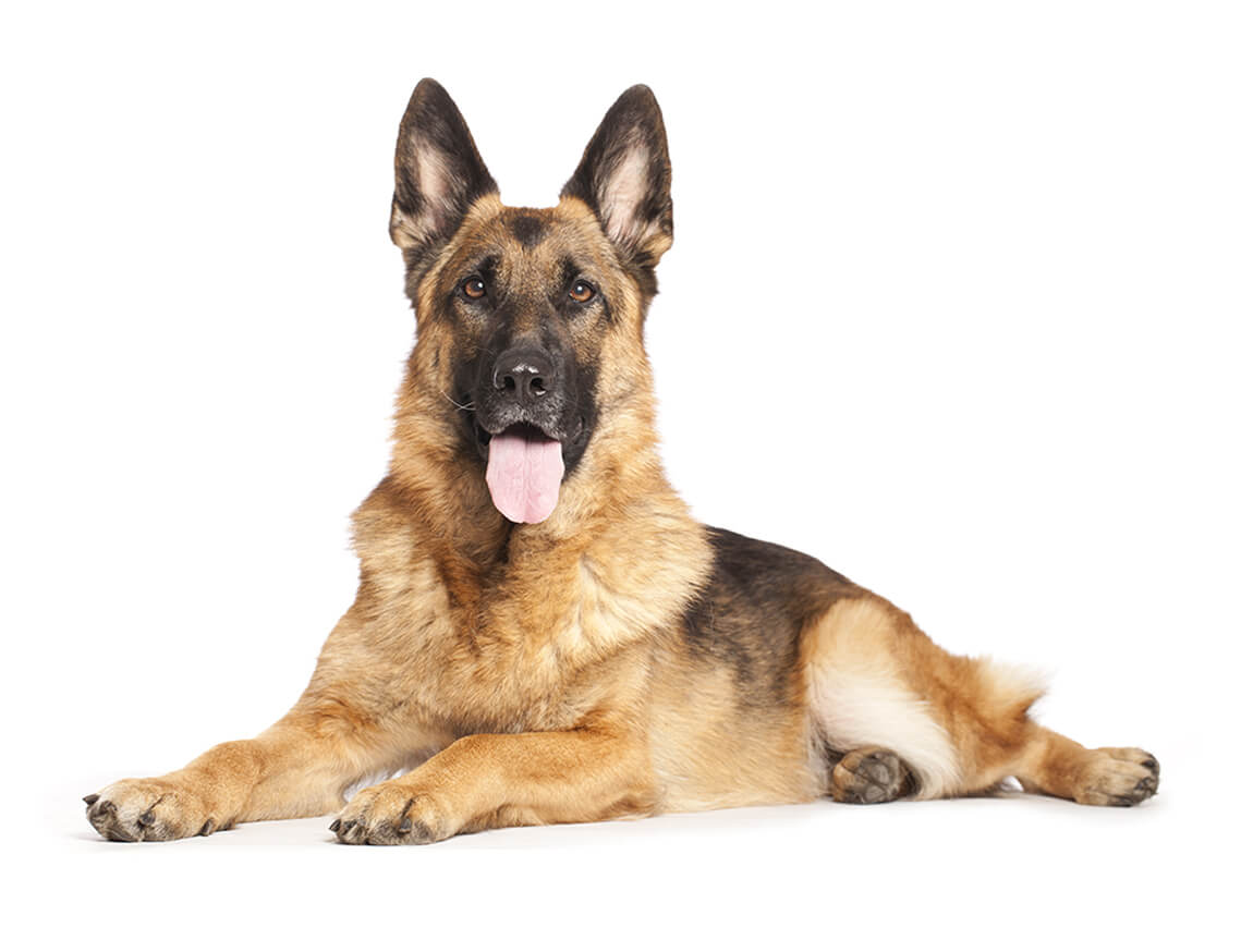 german_shepherd