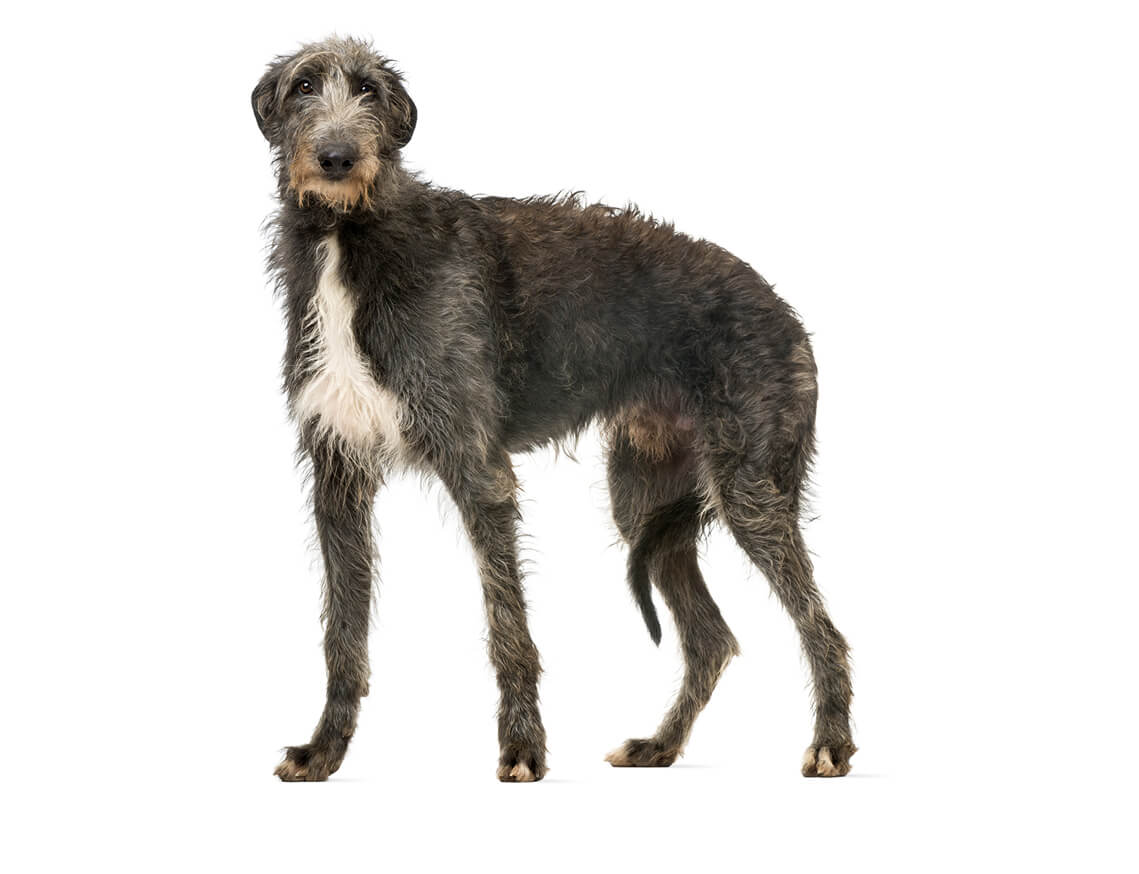 deerhound