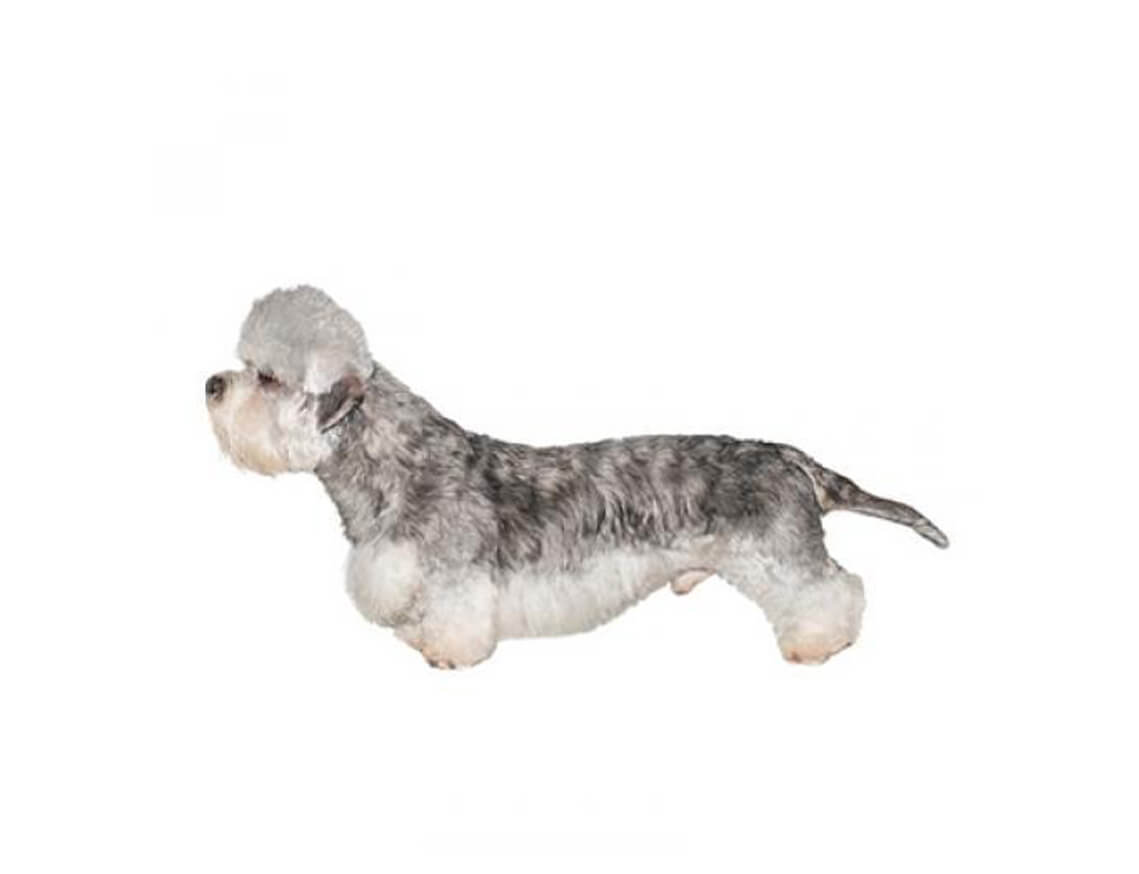 dandie_dinmont
