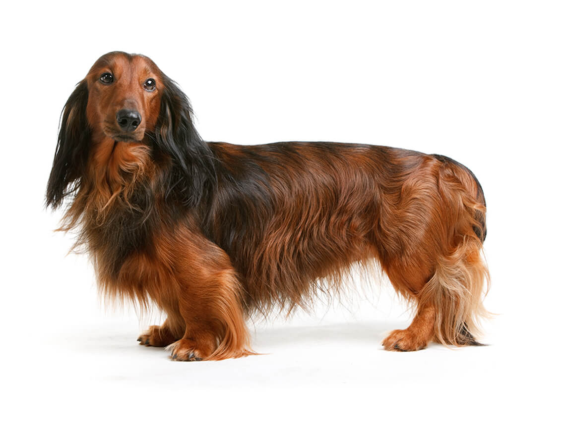 dachshund_long_standard