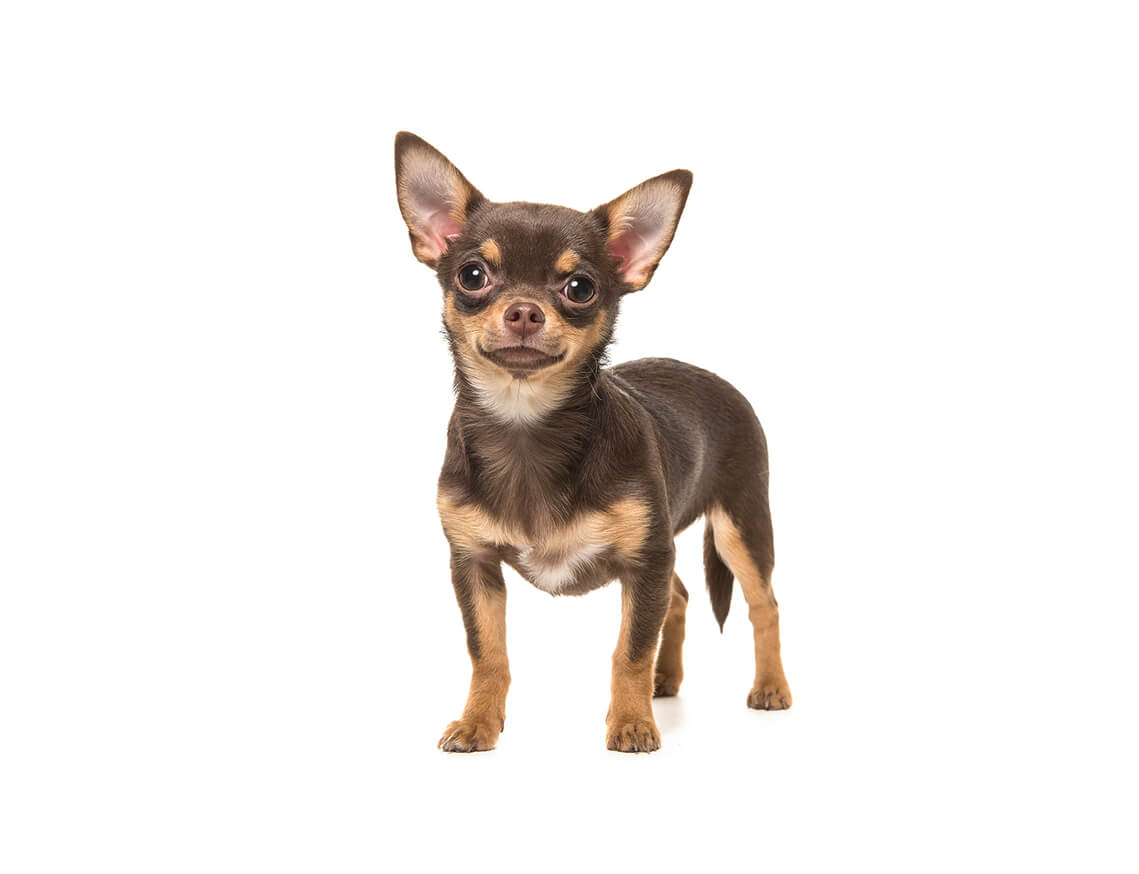chihuahua (smooth coat)