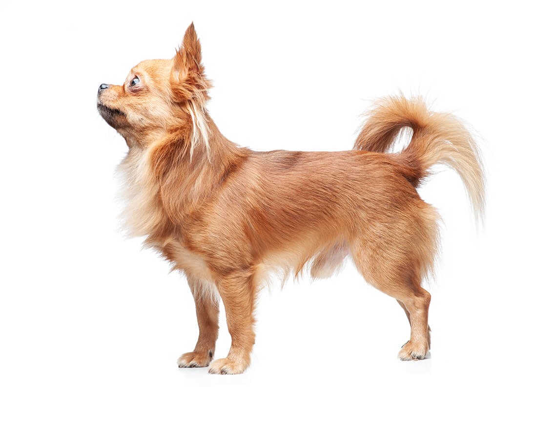 Chihuahua