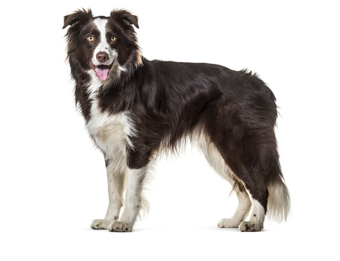 border_collie