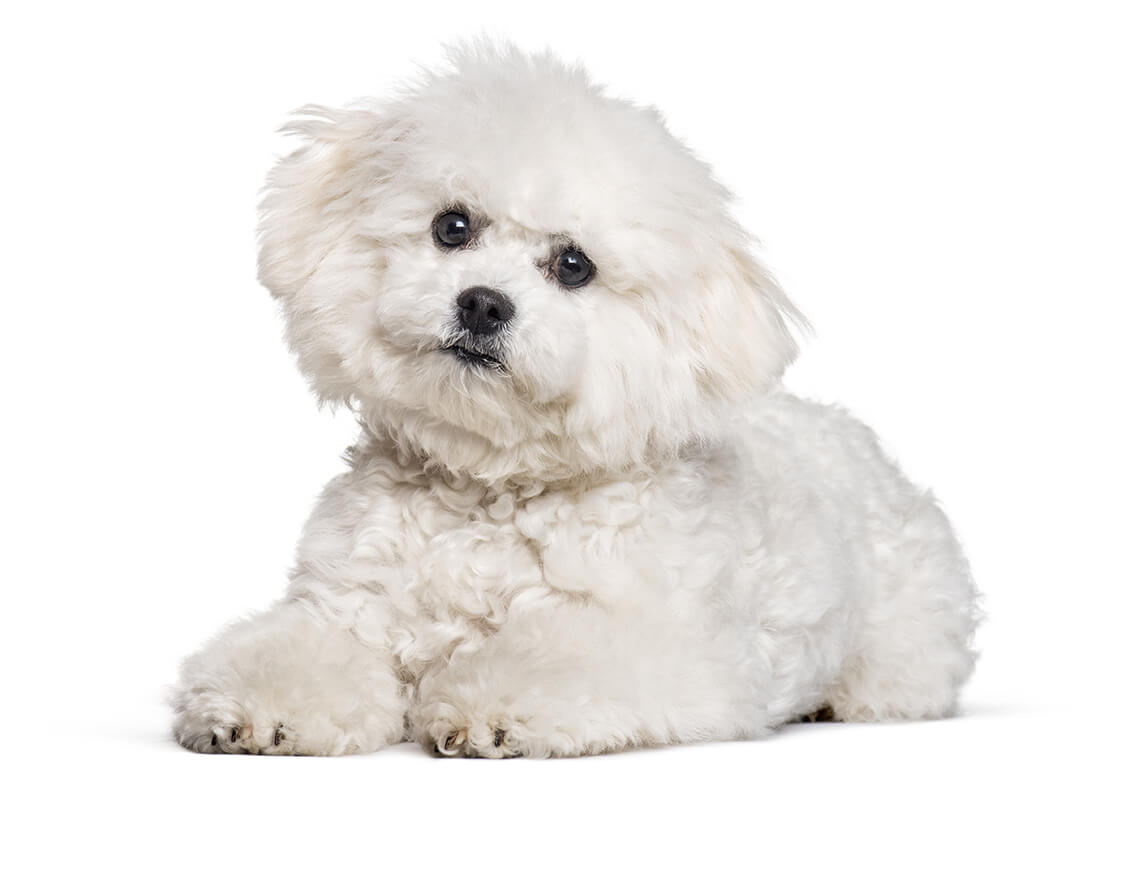 bichon_frise