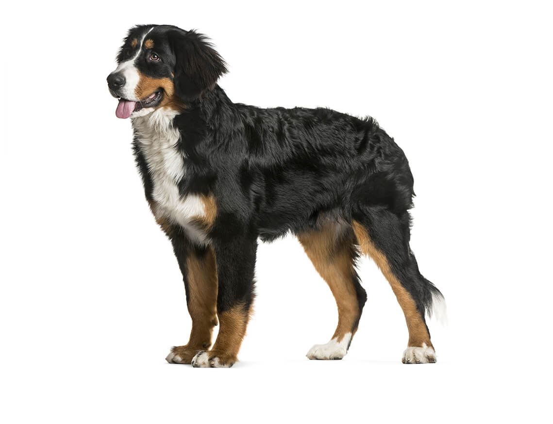 bernese mountain dog