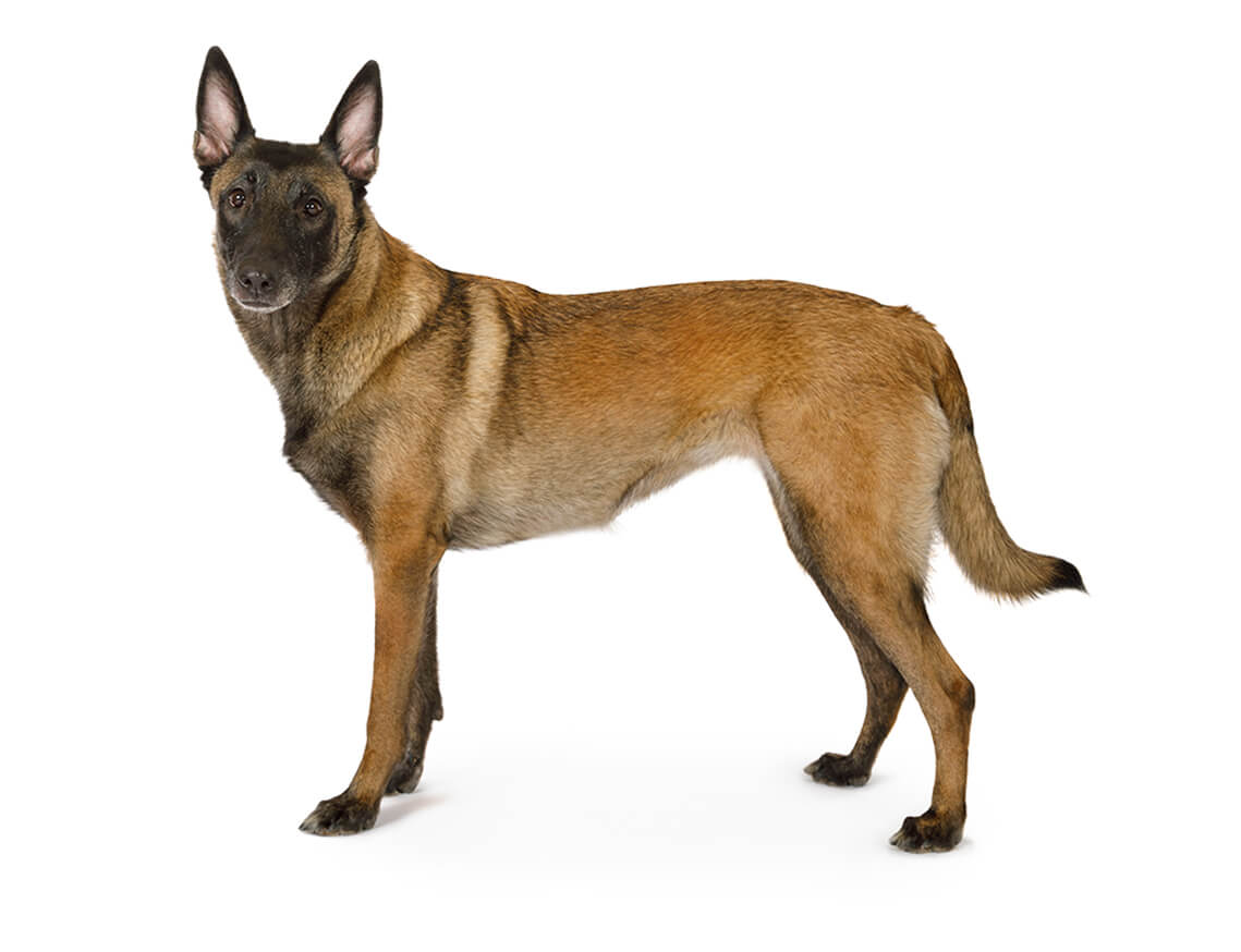 shepherd_malinois