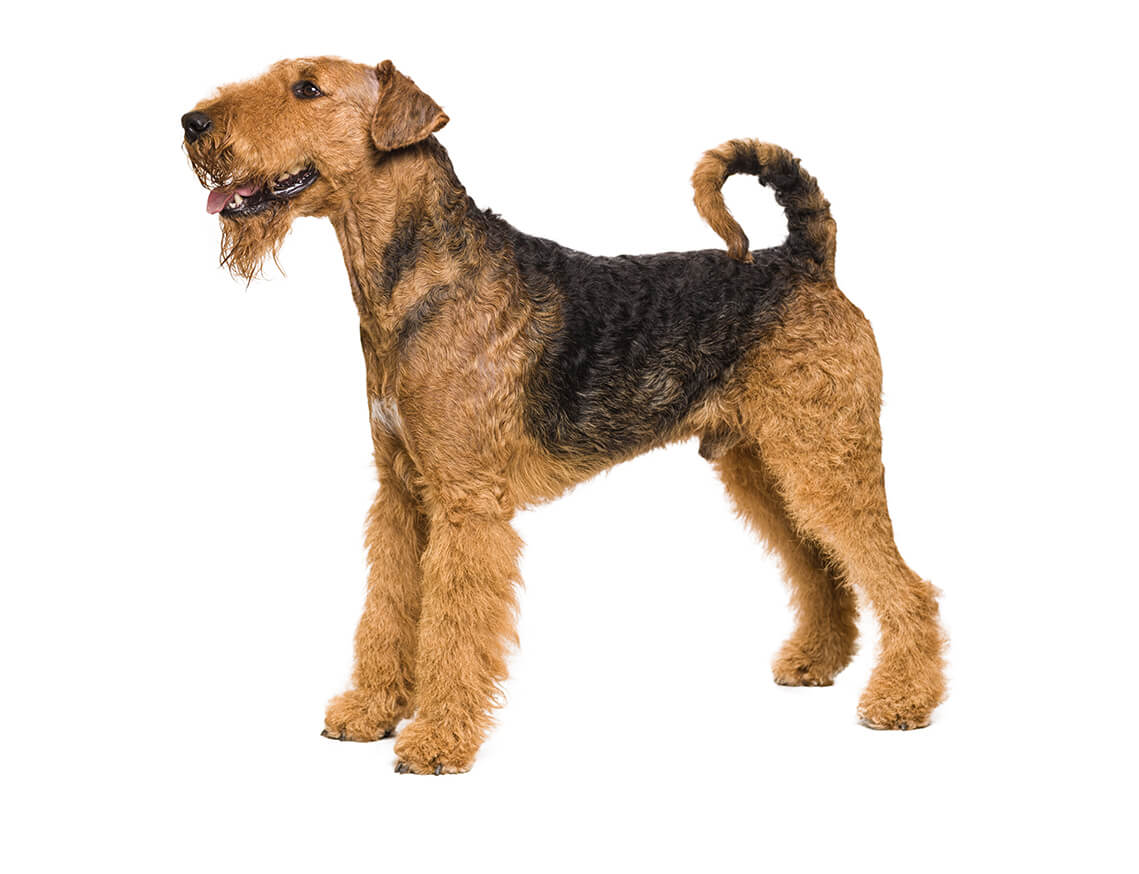 airedale terrier