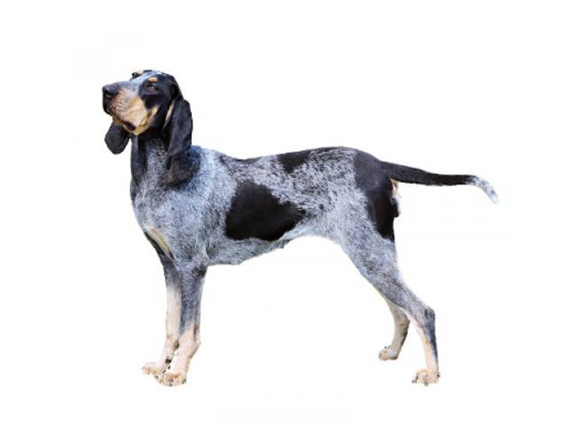 grand bleu de gascogne