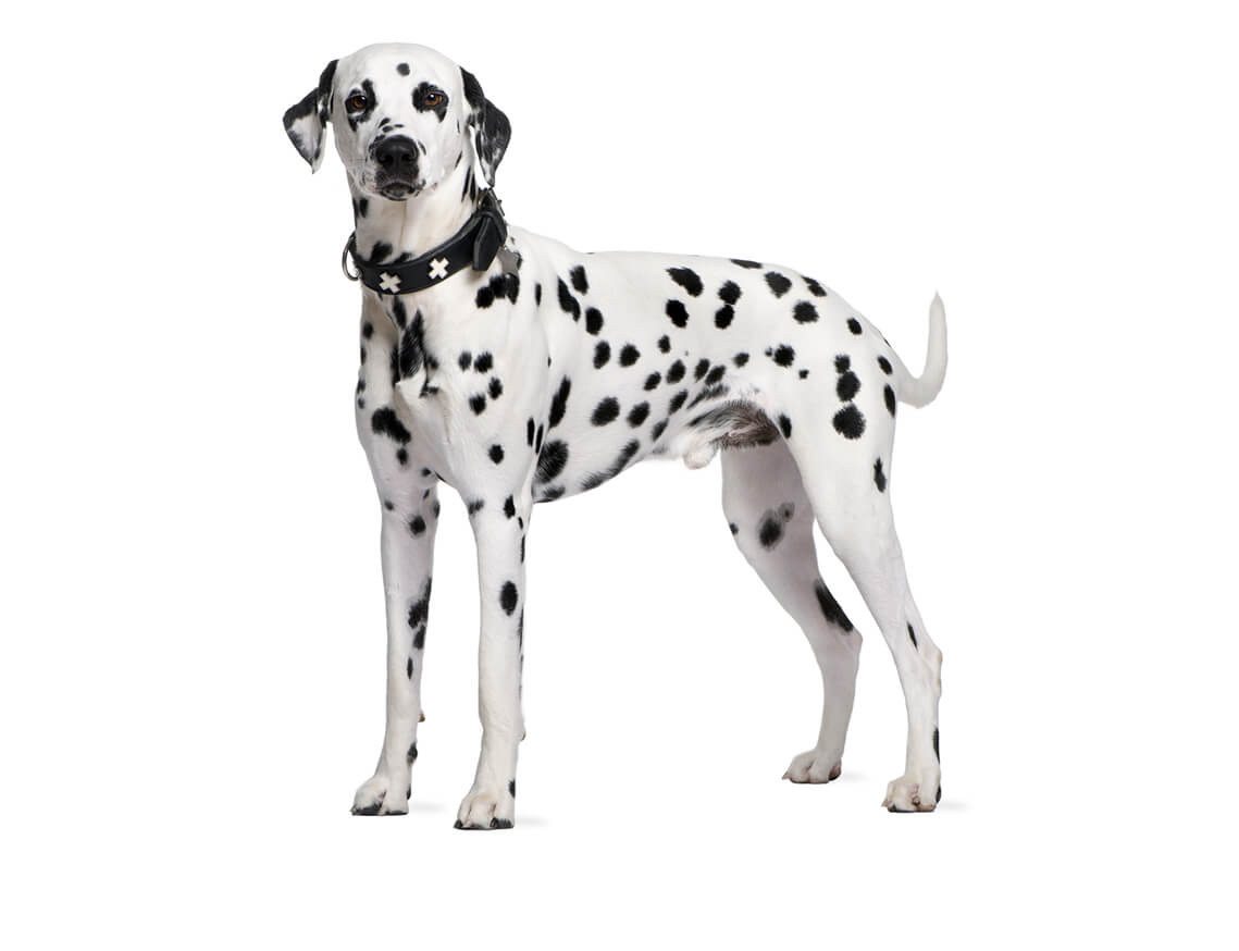 dalmatian