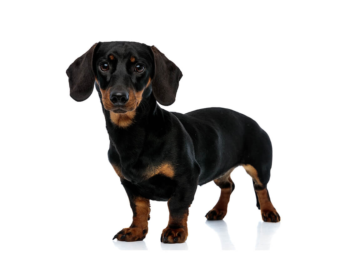 dachshund_wire_mini