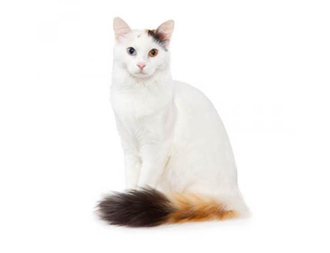turkish van