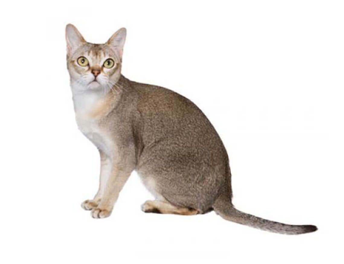 singapura