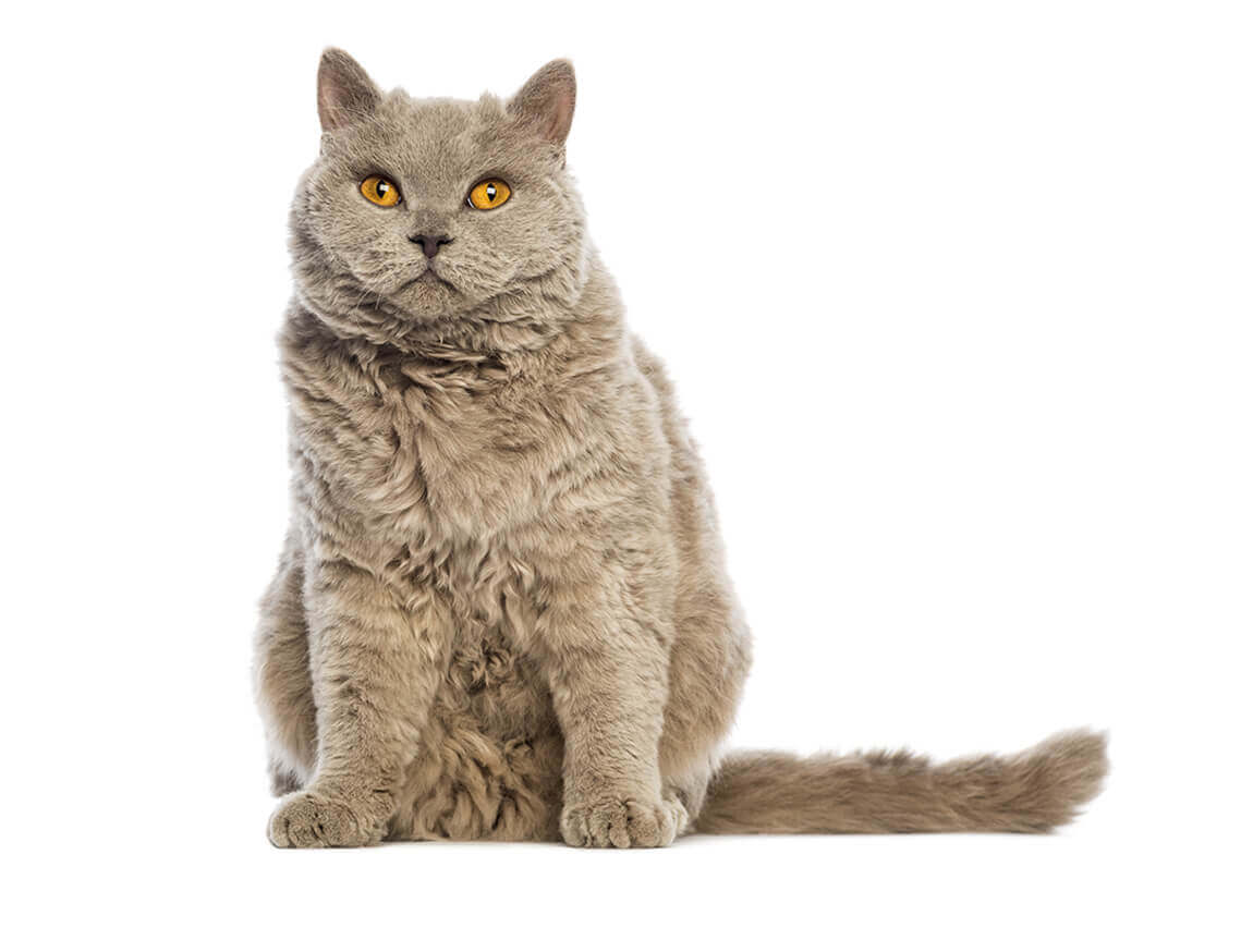 Selkirk_rex