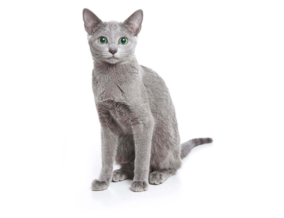 Russian_blue