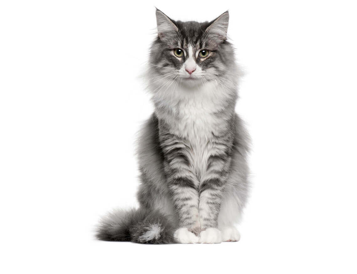 Norwegian_forest