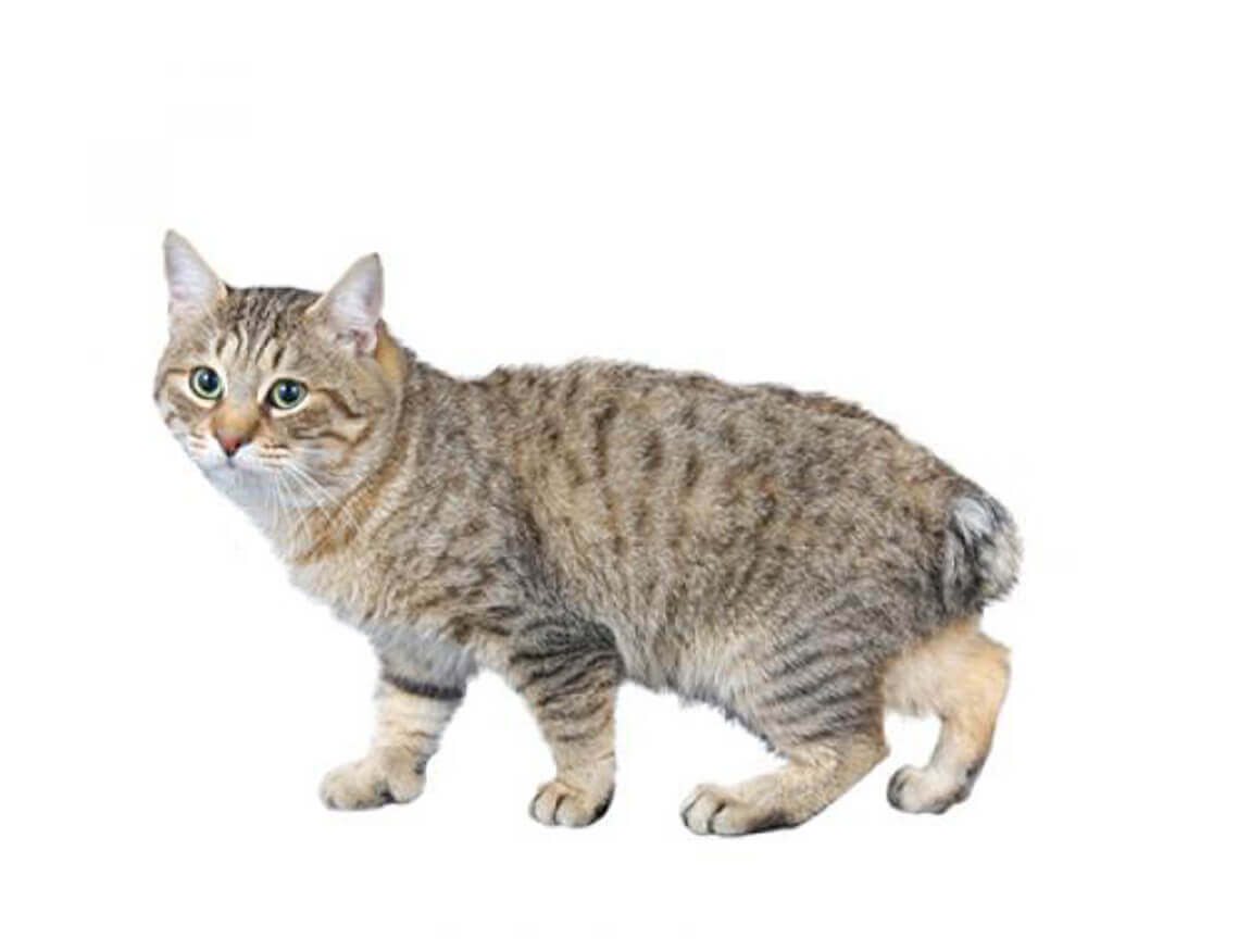 Japanese_bobtail_longhair