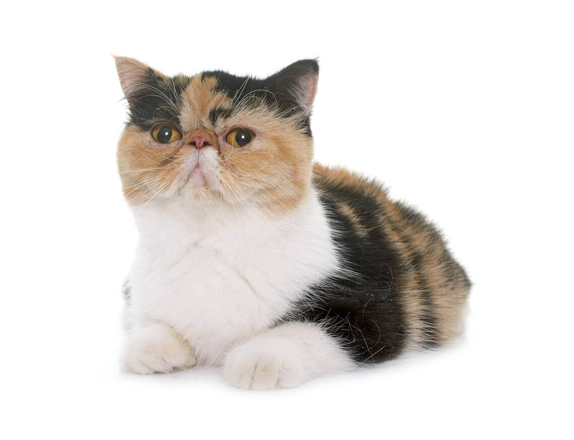 Exotic_shorthair