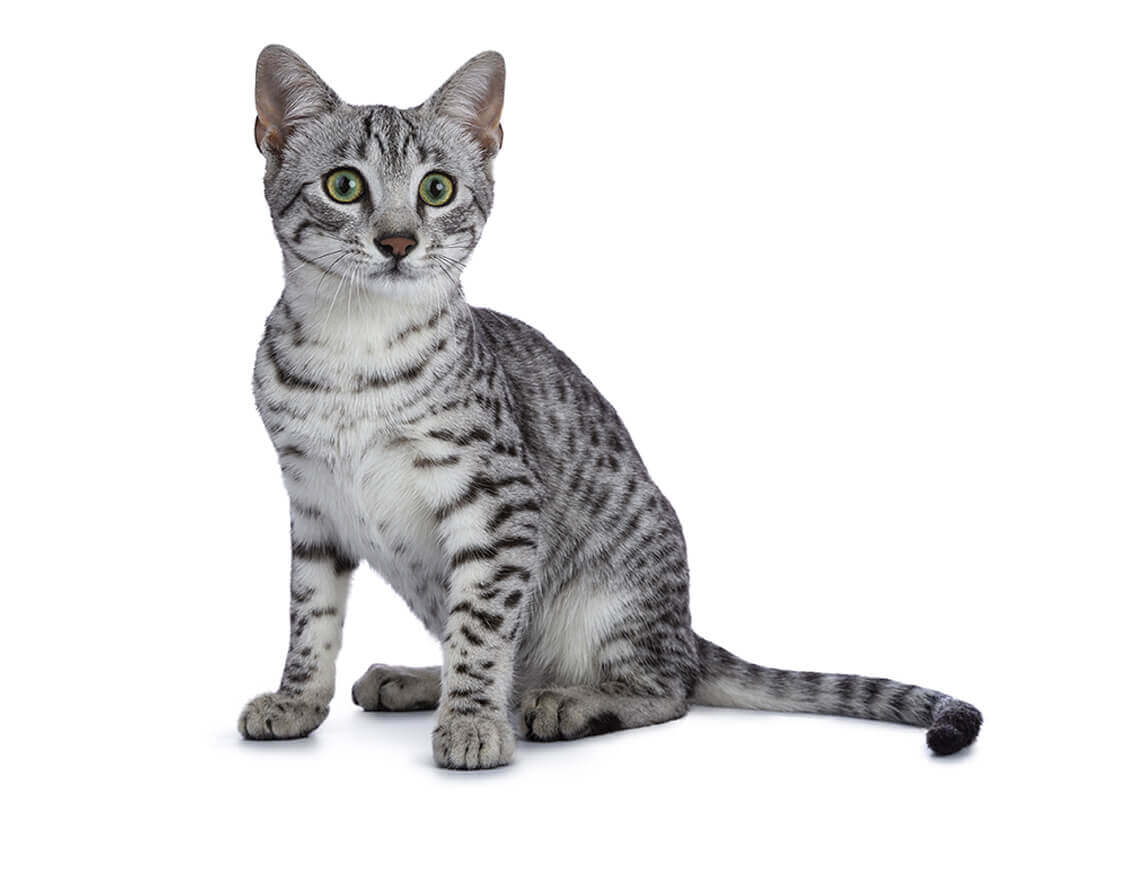 egyptian mau