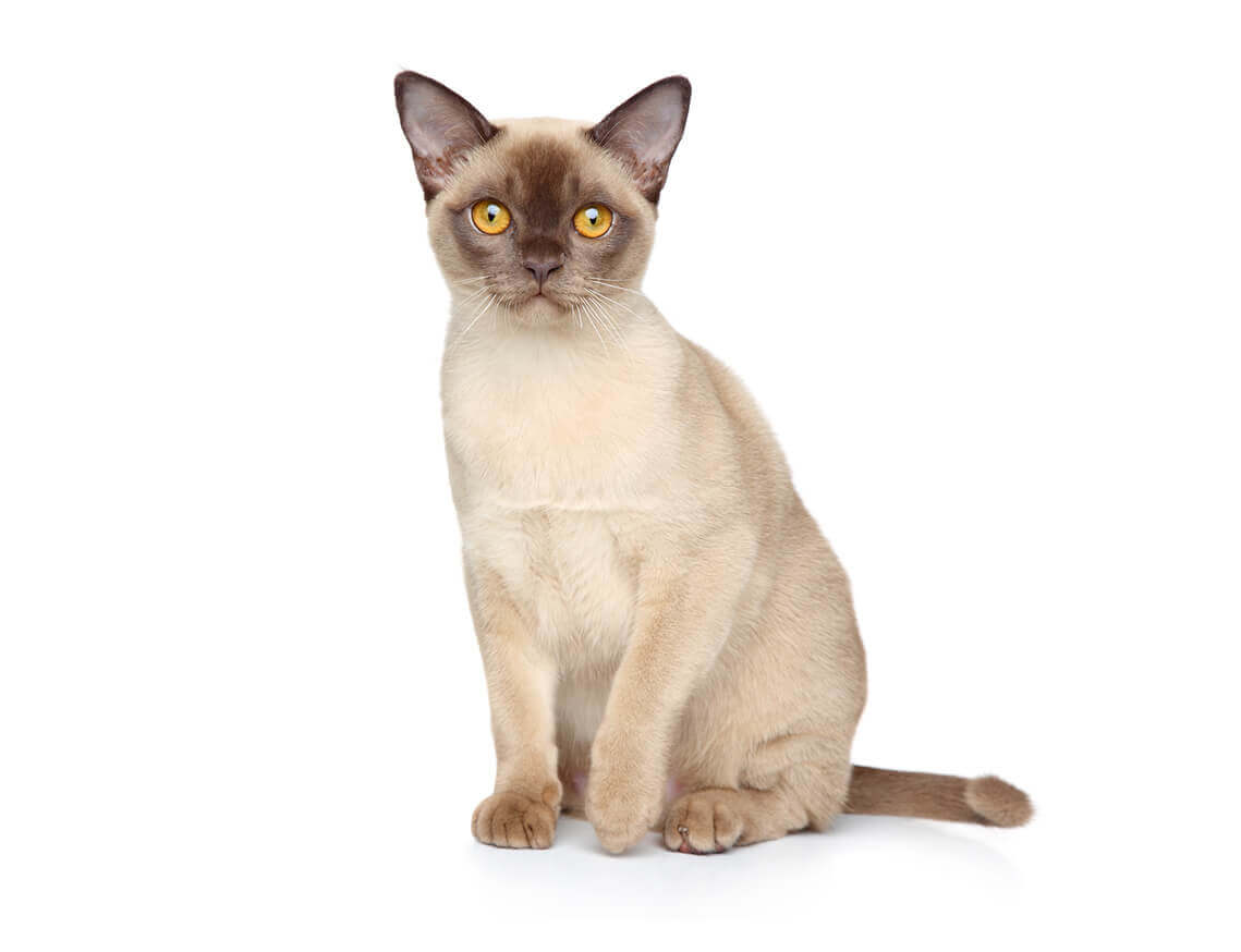 burmese