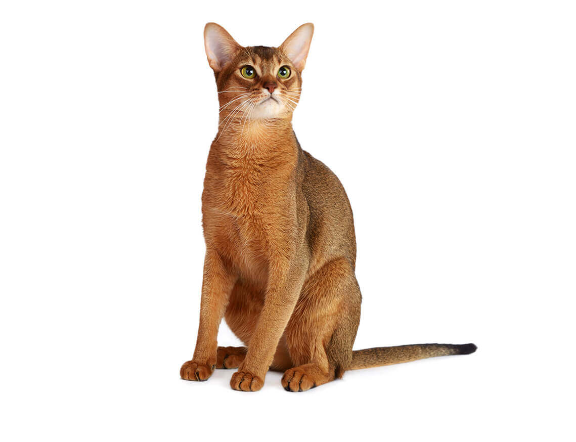 Abyssinian