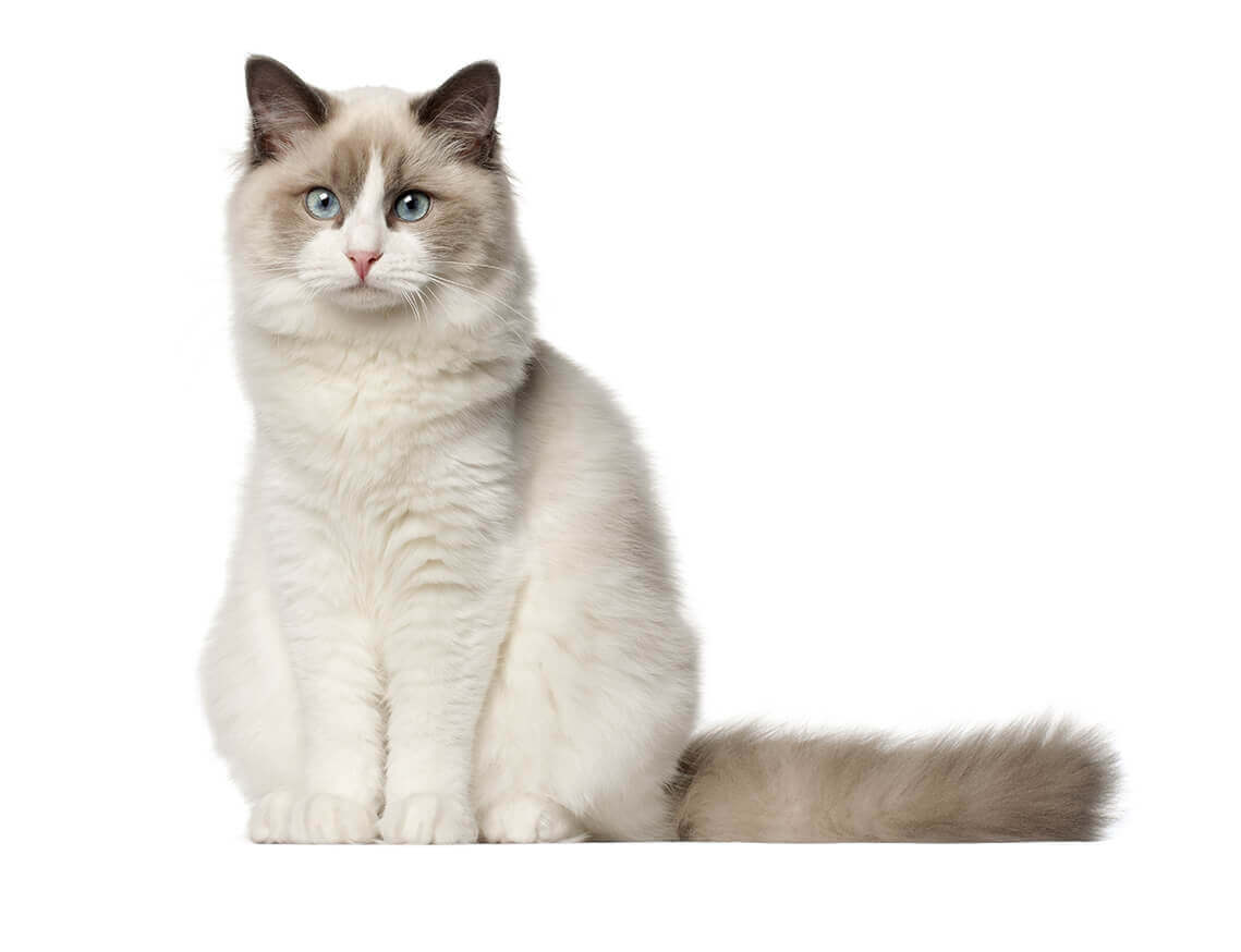 Ragdoll