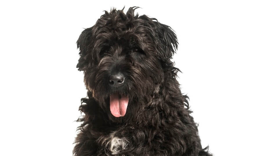 Bouvier des Flandres