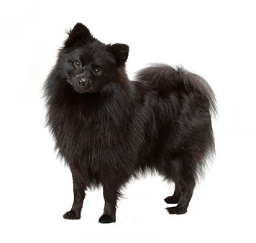 german_spitz_mittel